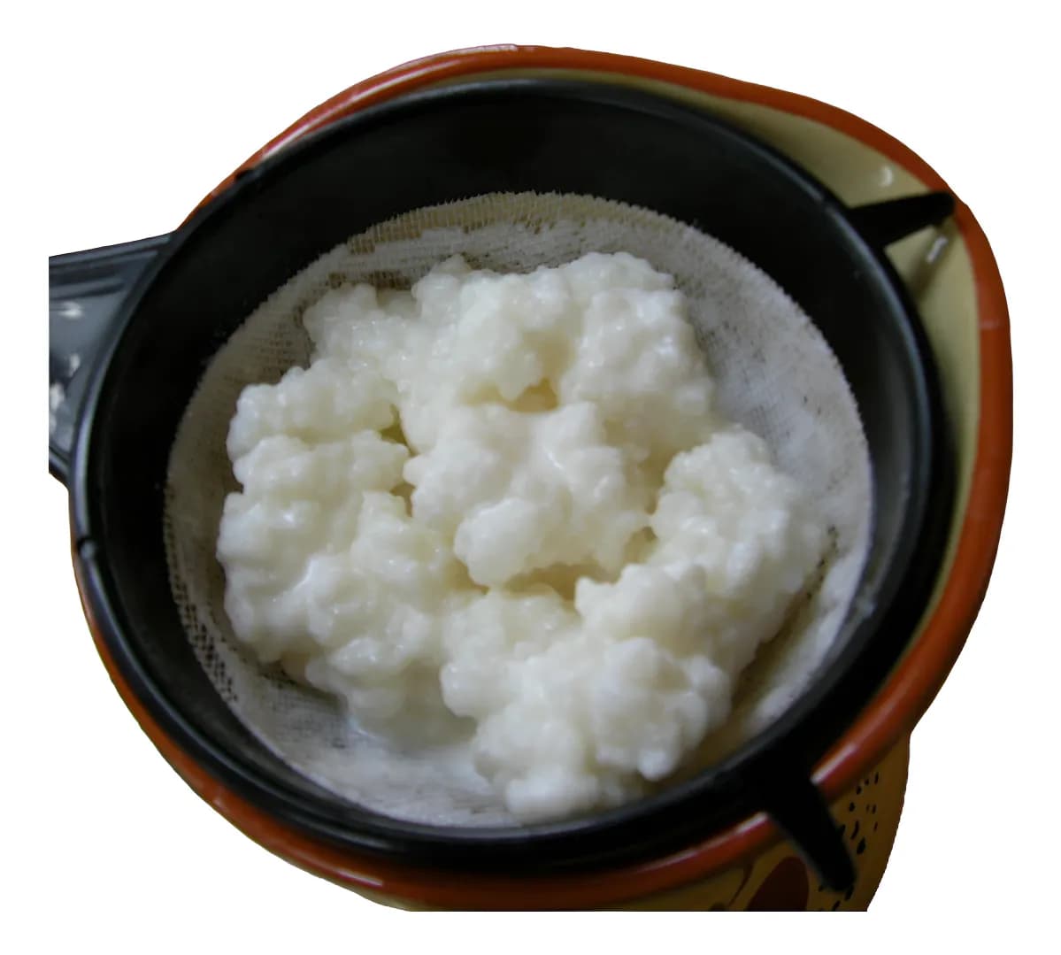 Granos de kéfir de leche orgánicos en un frasco